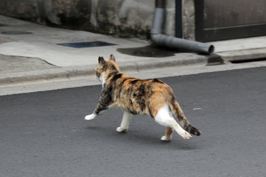 街のねこたち