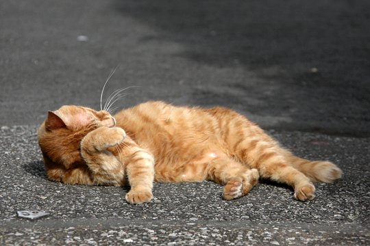 街のねこたち