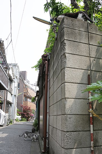 街のねこたち