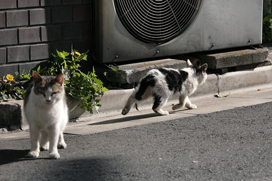 街のねこたち