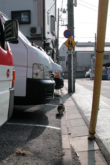 街のねこたち