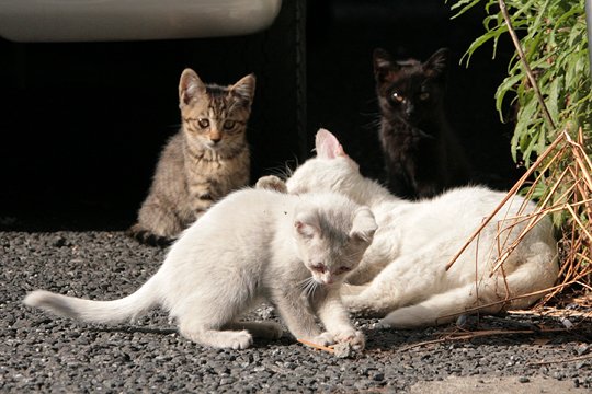 街のねこたち