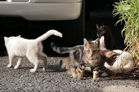 街のねこたち
