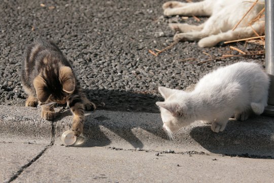 街のねこたち