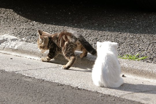 街のねこたち