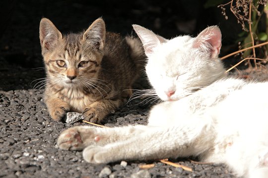 街のねこたち