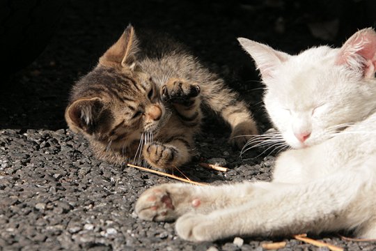 街のねこたち