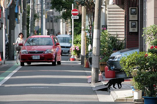 街のねこたち