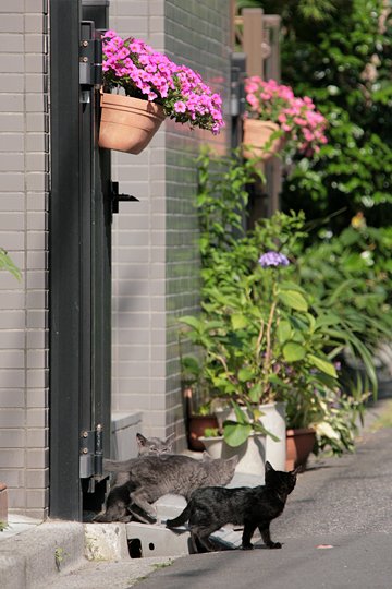 街のねこたち