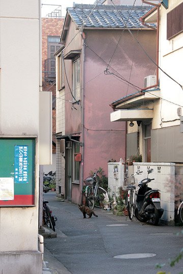 街のねこたち