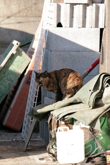 街のねこたち