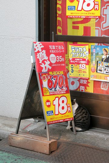 街のねこたち