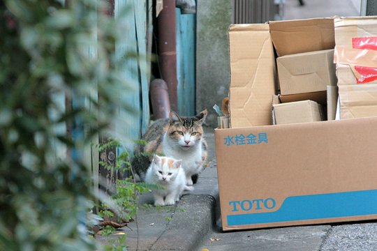 街のねこたち