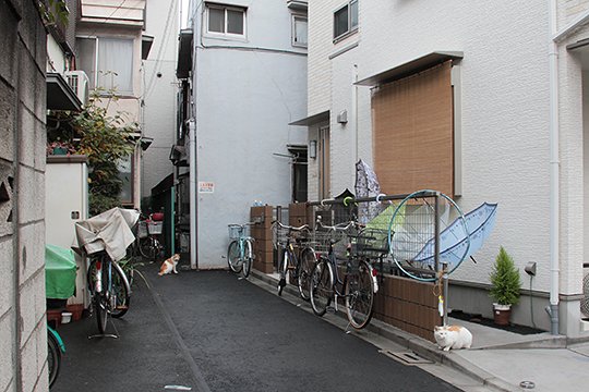 街のねこたち