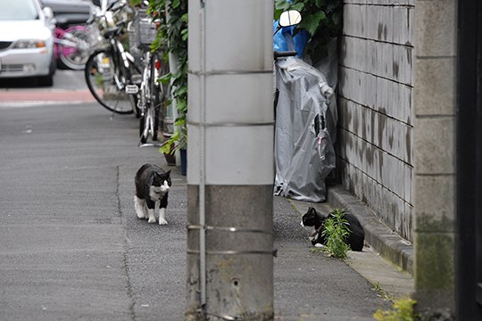 街のねこたち