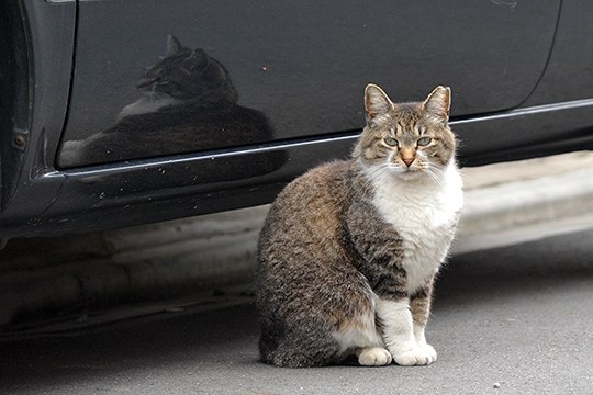 街のねこたち