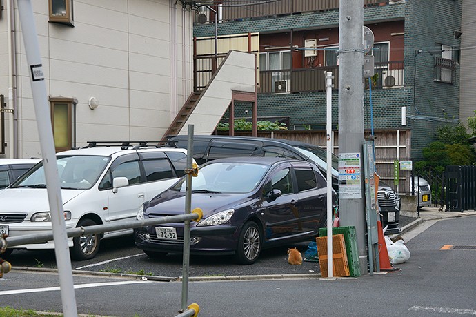 街のねこたち