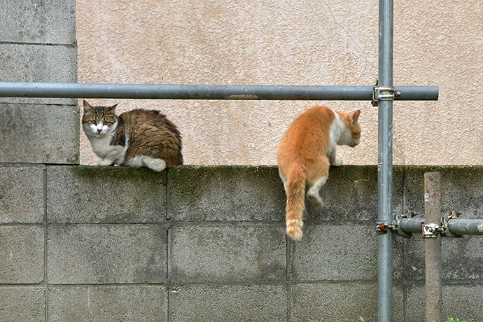 街のねこたち