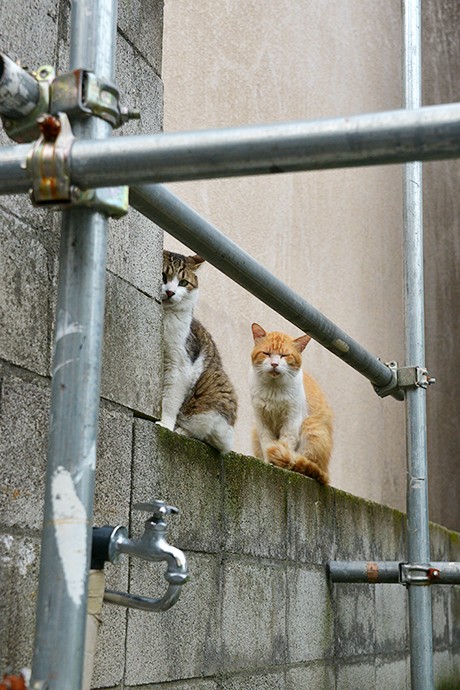 街のねこたち