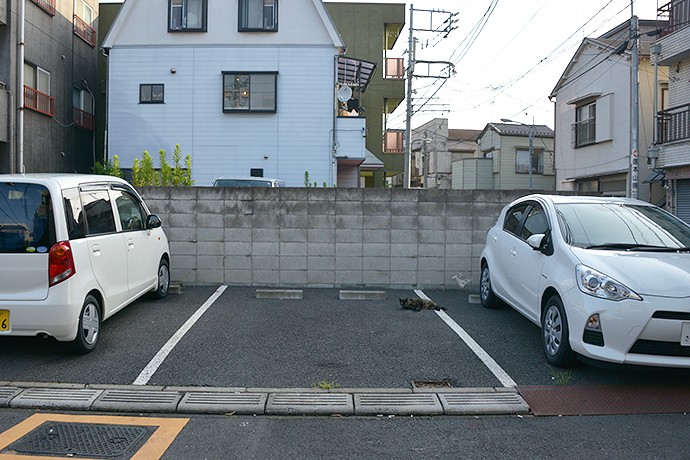 街のねこたち