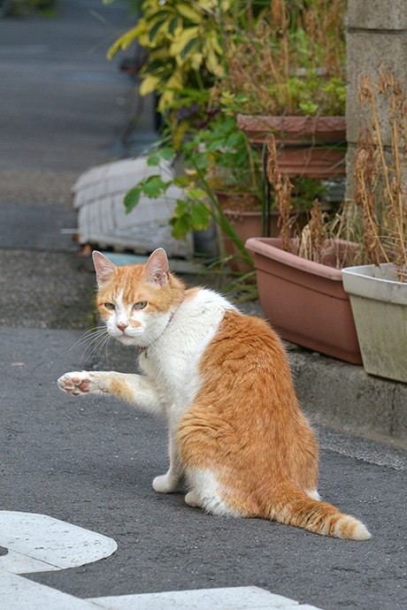 街のねこたち