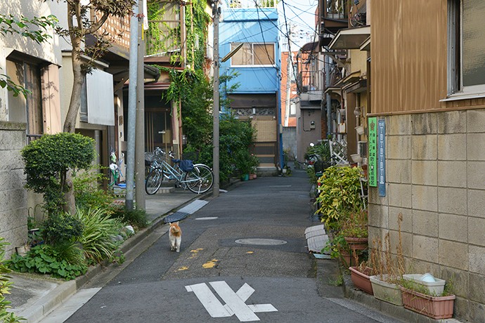 街のねこたち