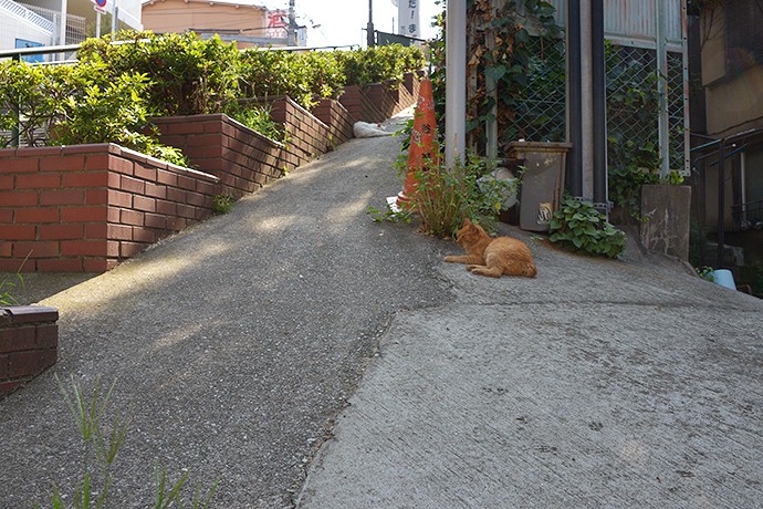 街のねこたち