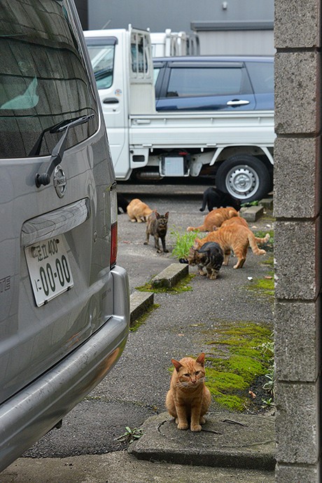 街のねこたち