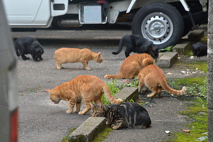 街のねこたち