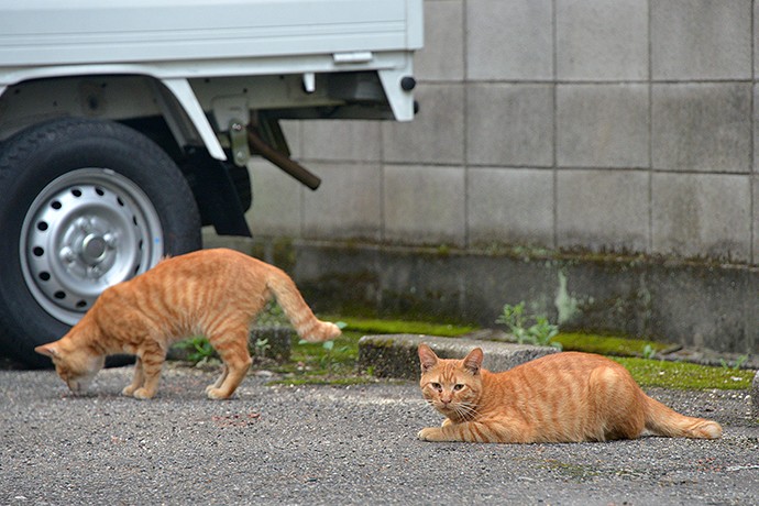 街のねこたち