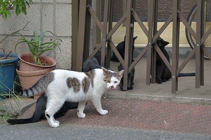 街のねこたち