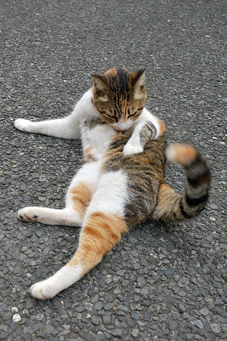 街のねこたち