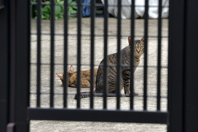 街のねこたち