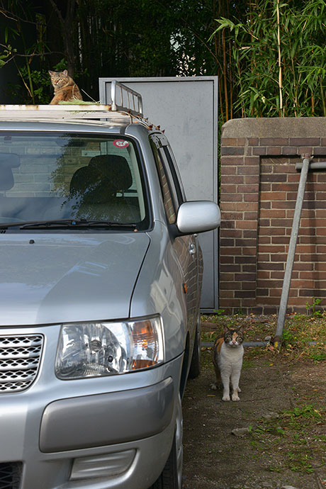 街のねこたち