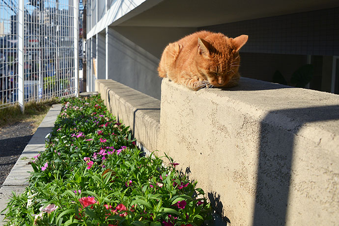 街のねこたち