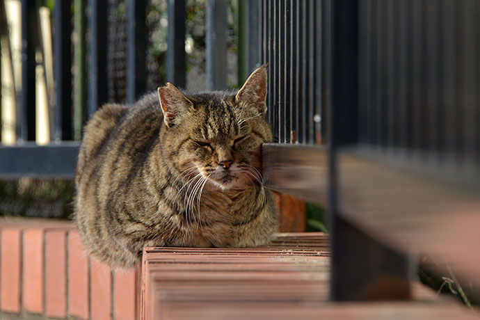 街のねこたち