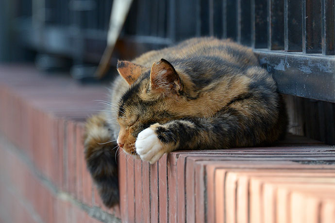 街のねこたち