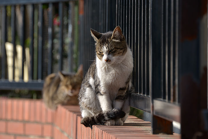 街のねこたち