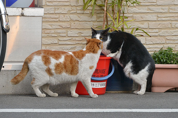 街のねこたち