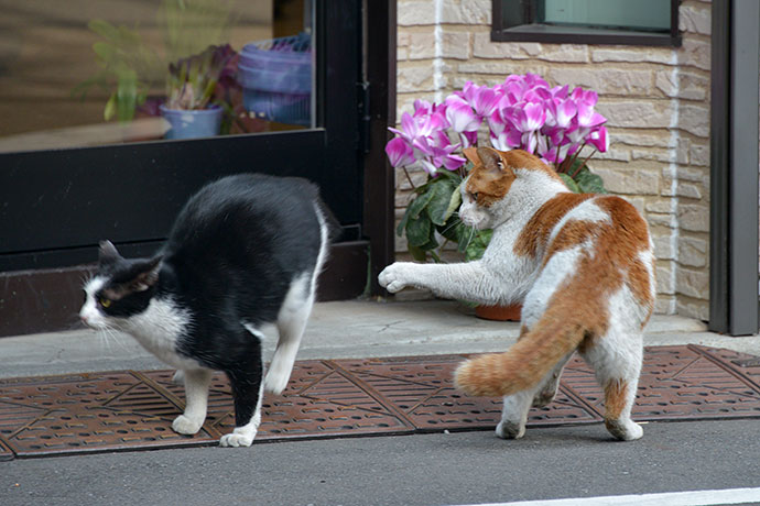 街のねこたち
