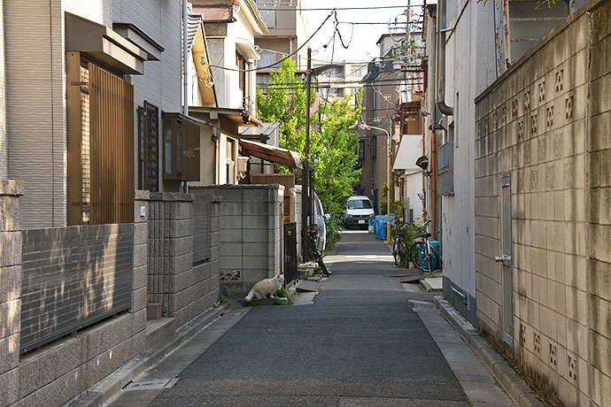 街のねこたち