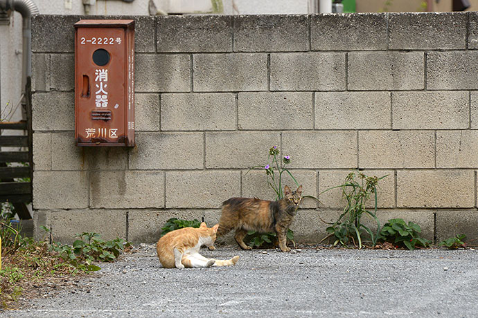 街のねこたち