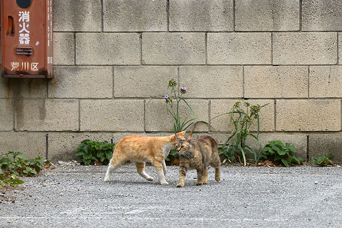 街のねこたち