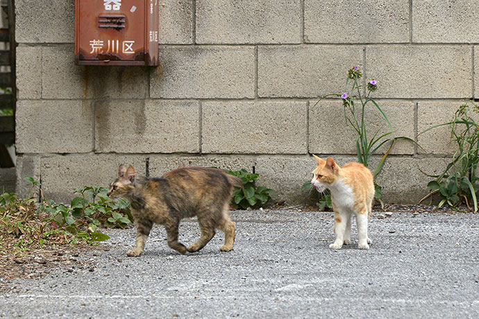 街のねこたち