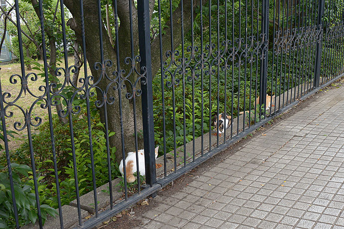 街のねこたち