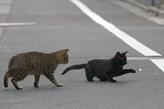 街のねこたち