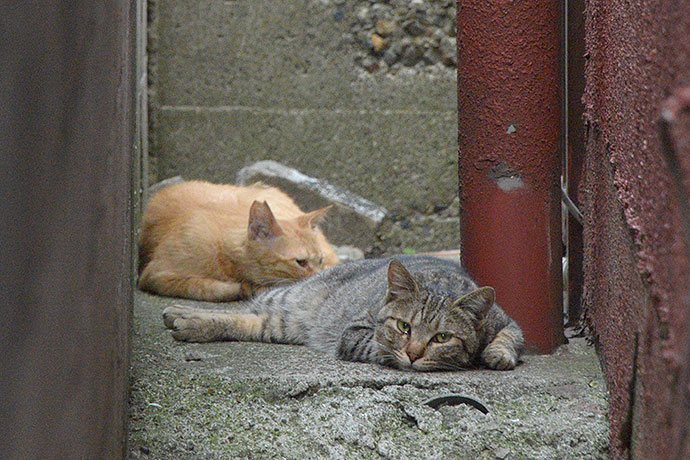 街のねこたち