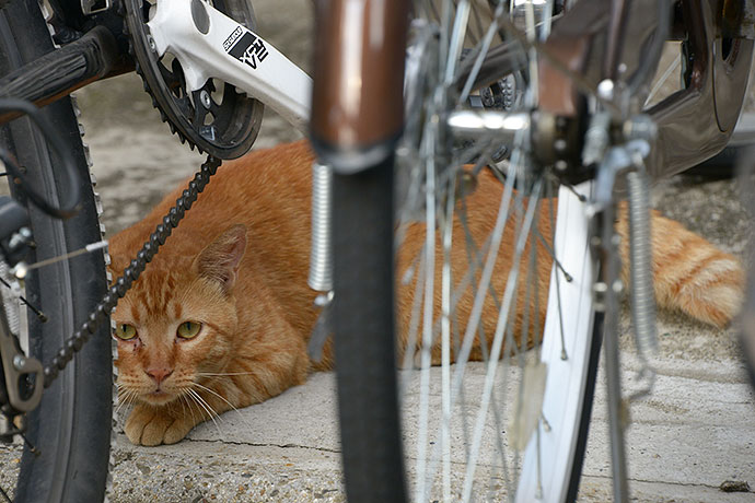 街のねこたち