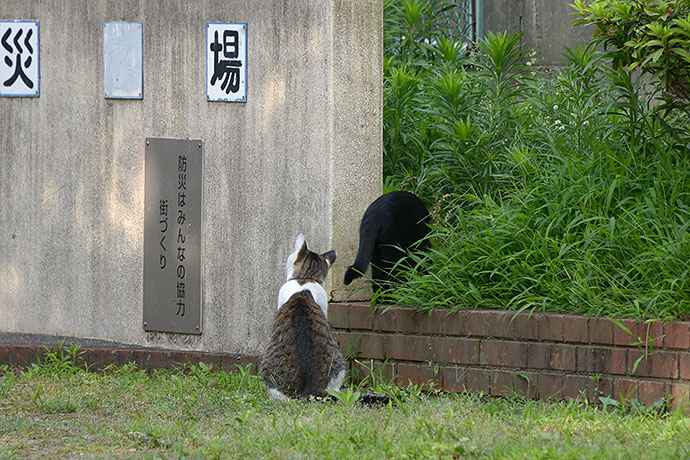 街のねこたち