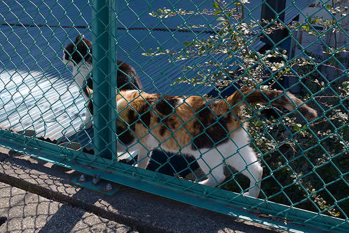 街のねこたち